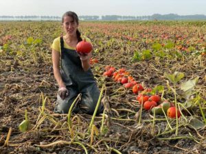 Foto: https://bio-nh.nl/pompoenenoogst-in-de-beemster/
